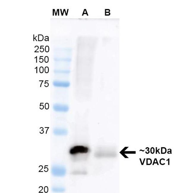VDAC Antibody in Western Blot (WB)