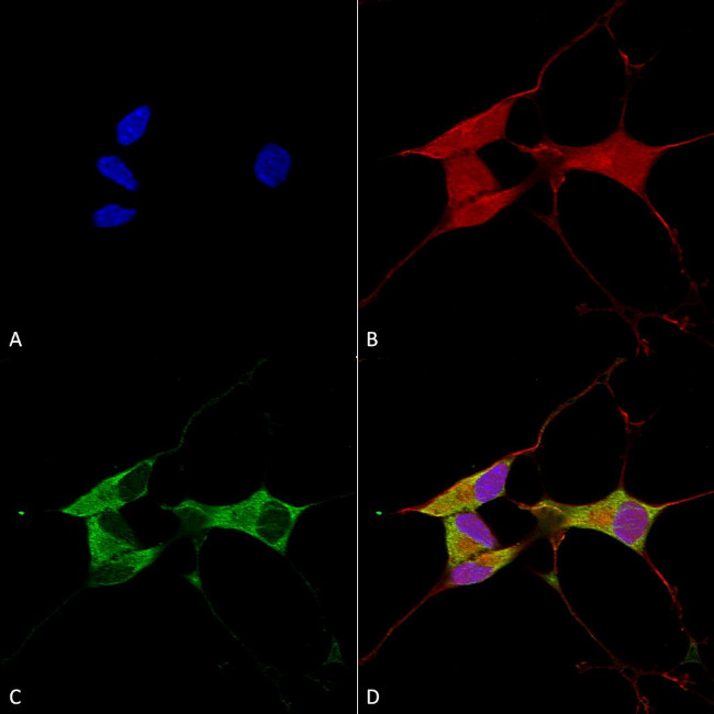 MFN2 Antibody in Immunocytochemistry (ICC/IF)