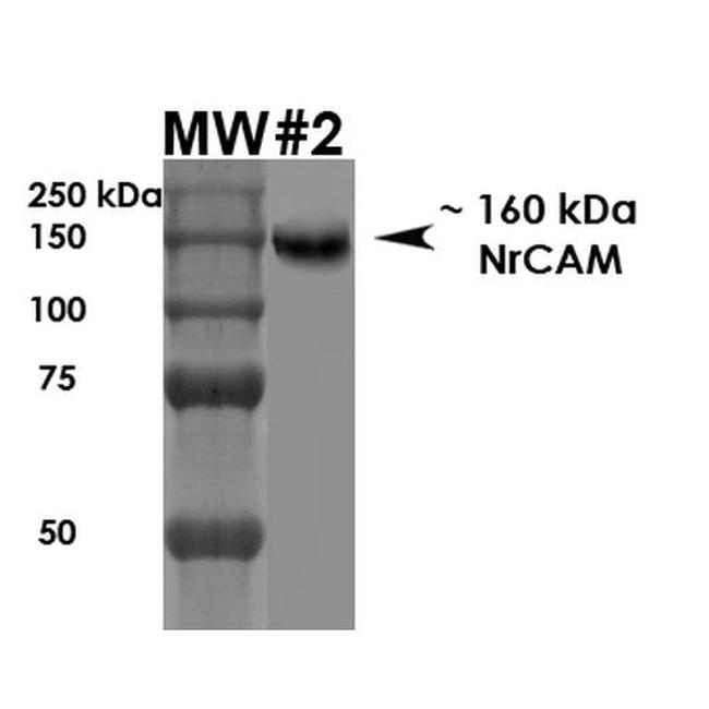 NRCAM Antibody in Western Blot (WB)