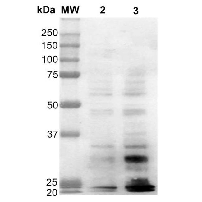 Dityrosine Antibody in Western Blot (WB)