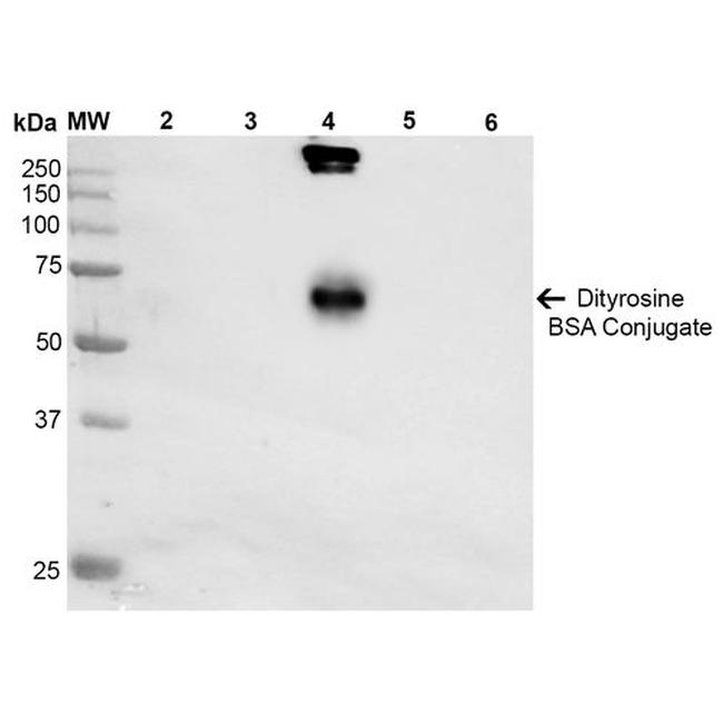 Dityrosine Antibody in Western Blot (WB)