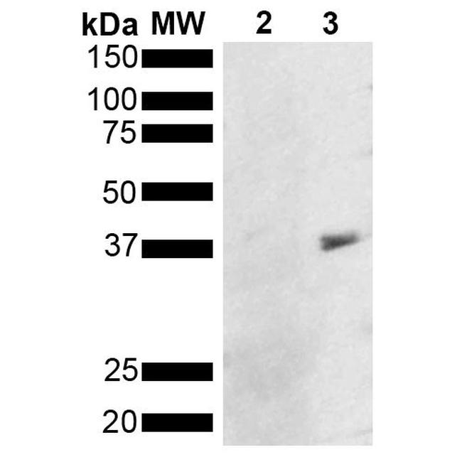 Metallothionein Antibody in Western Blot (WB)