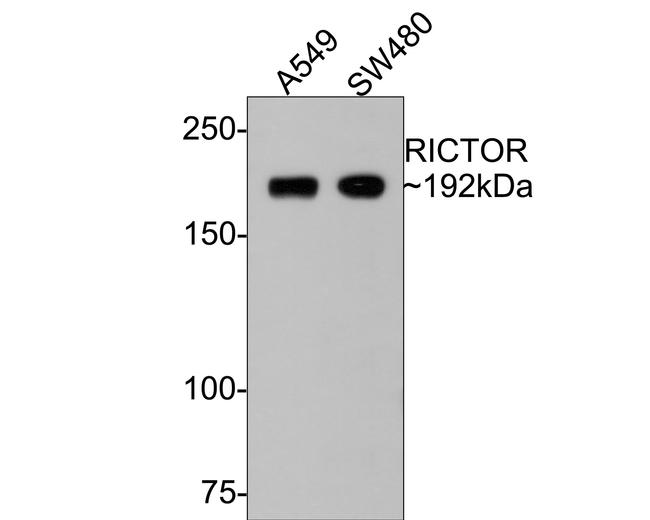 RICTOR Antibody in Western Blot (WB)