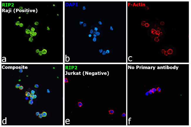 RIP2 Antibody