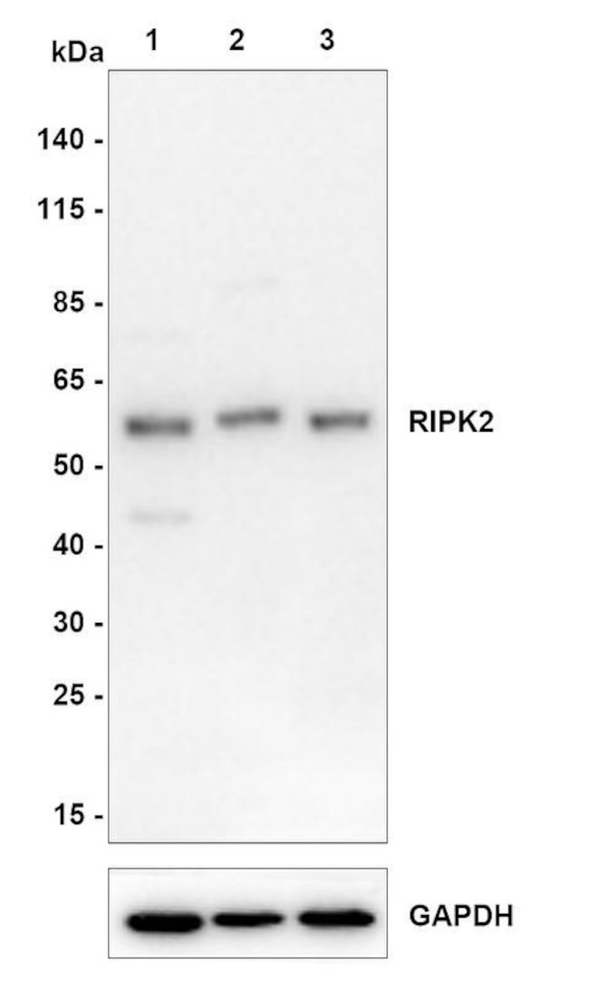 RIP2 Antibody in Western Blot (WB)