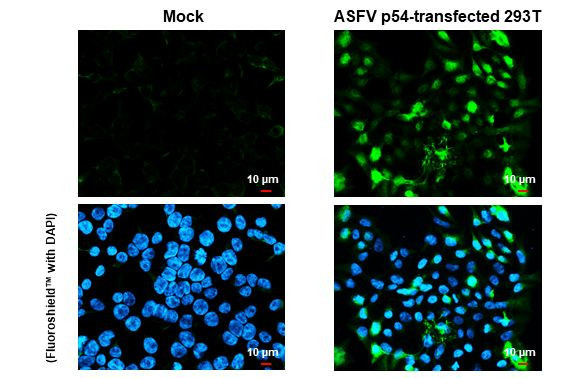 African Swine Fever Virus Structural Protein p54 Antibody in Immunocytochemistry (ICC/IF)