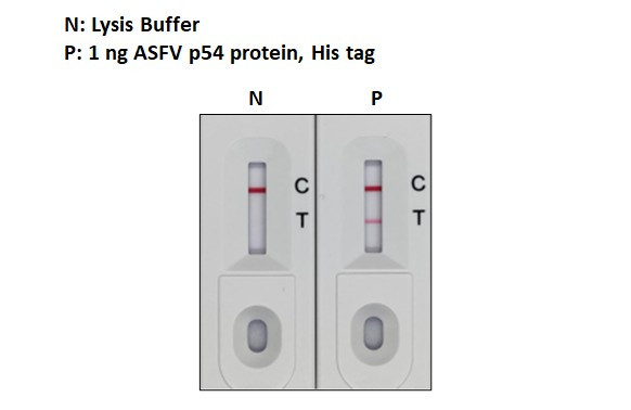 African Swine Fever Virus Structural Protein p54 Antibody in Lateral Flow (LF)