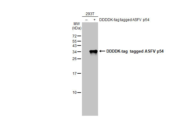 African Swine Fever Virus Structural Protein p54 Antibody in Western Blot (WB)