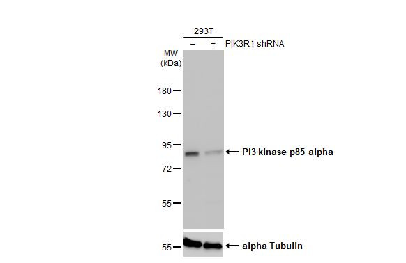 PI3K p85 alpha Antibody in Western Blot (WB)