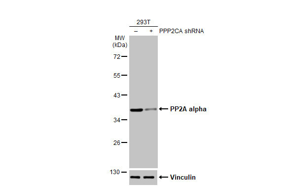 PP2A alpha Antibody in Western Blot (WB)