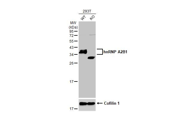 hnRNP A2B1 Antibody in Western Blot (WB)