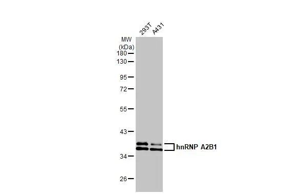 hnRNP A2B1 Antibody in Western Blot (WB)