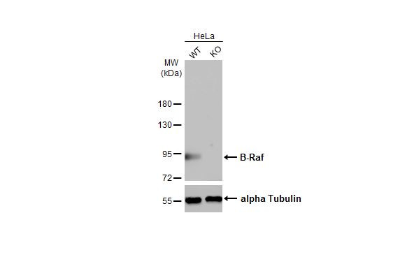 B-Raf Antibody in Western Blot (WB)