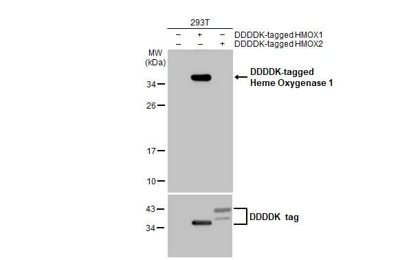 HO-1 Antibody in Western Blot (WB)