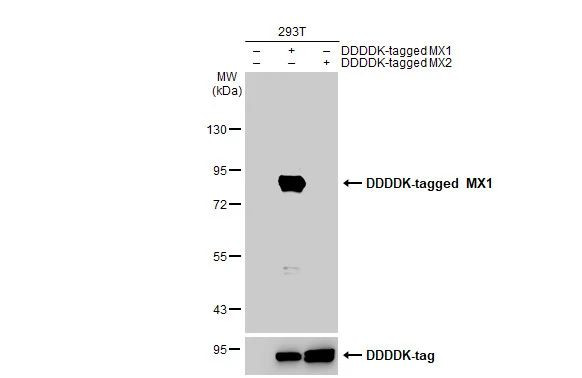 MX1 Antibody in Western Blot (WB)