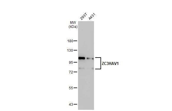 ZC3HAV1 Antibody in Western Blot (WB)