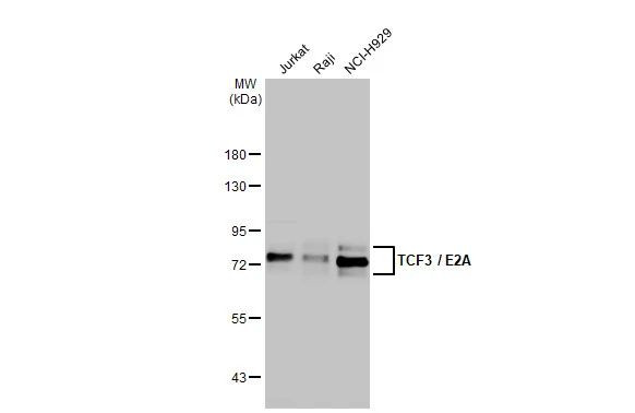 TCF3 Antibody in Western Blot (WB)