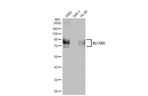 ASCT2 Antibody in Western Blot (WB)