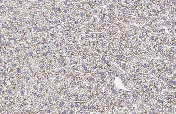 Plasminogen Antibody in Immunohistochemistry (Paraffin) (IHC (P))