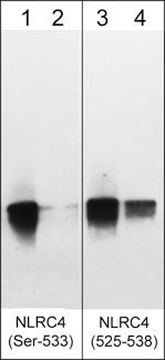 Phospho-NLRC4 (Ser533) Antibody in Western Blot (WB)