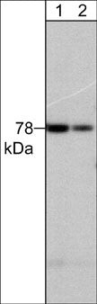 PKC delta Antibody in Western Blot (WB)