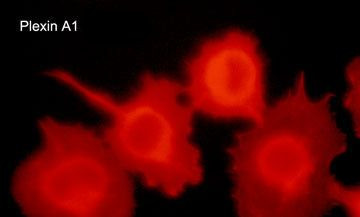 Plexin-A1 Antibody in Immunocytochemistry (ICC/IF)