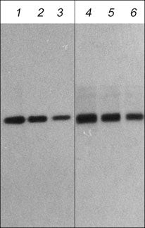 FBXO32 Antibody in Western Blot (WB)