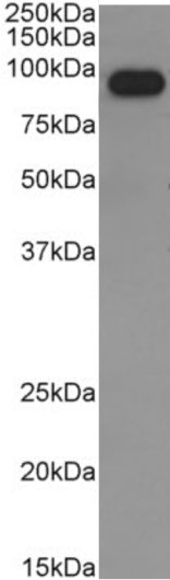 Human IgM Chimeric Isotype Control in Western Blot (WB)