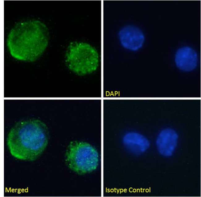 Transferrin Chimeric Antibody in Immunocytochemistry (ICC/IF)