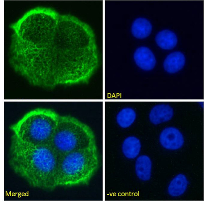 MUC1 Chimeric Antibody in Immunocytochemistry (ICC/IF)