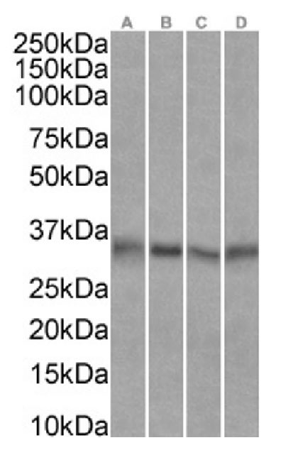 EpCAM (CD326) Chimeric Antibody in Western Blot (WB)