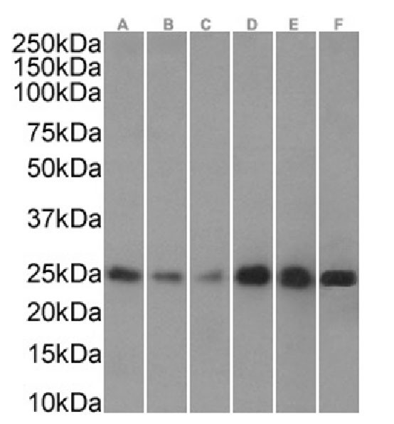 HP1 alpha Chimeric Antibody in Western Blot (WB)