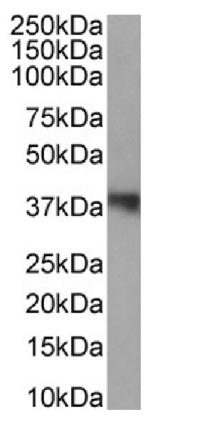 WDR5 Chimeric Antibody in Western Blot (WB)