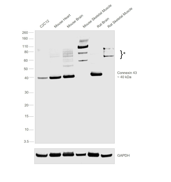 Connexin 43 Antibody in Western Blot (WB)