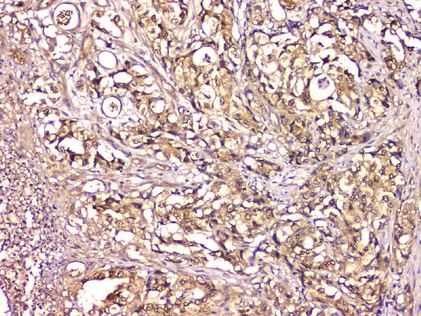 Carbonic Anhydrase II Antibody in Immunohistochemistry (Paraffin) (IHC (P))