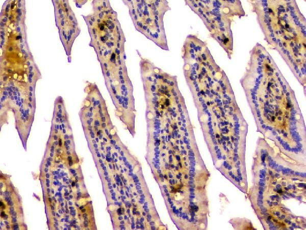 Carbonic Anhydrase II Antibody in Immunohistochemistry (Paraffin) (IHC (P))