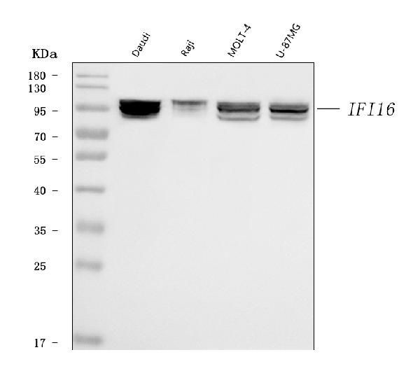 IFI16 Antibody in Western Blot (WB)