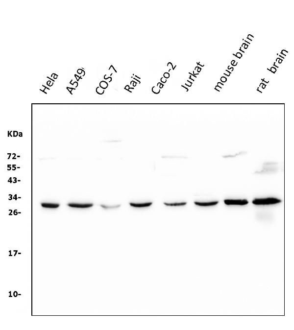 14-3-3 zeta Antibody in Western Blot (WB)