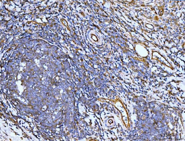 Filamin B Antibody in Immunohistochemistry (Paraffin) (IHC (P))