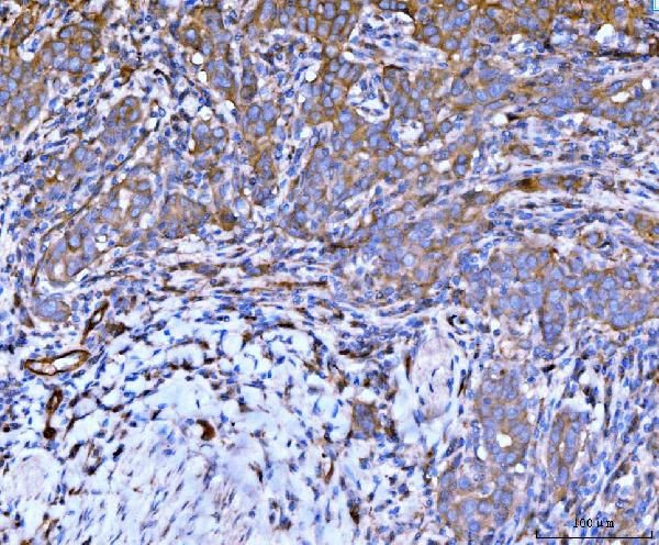 Filamin B Antibody in Immunohistochemistry (Paraffin) (IHC (P))