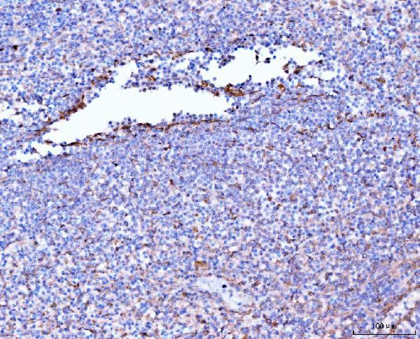 Filamin B Antibody in Immunohistochemistry (Paraffin) (IHC (P))