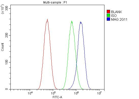 MAG Antibody in Flow Cytometry (Flow)