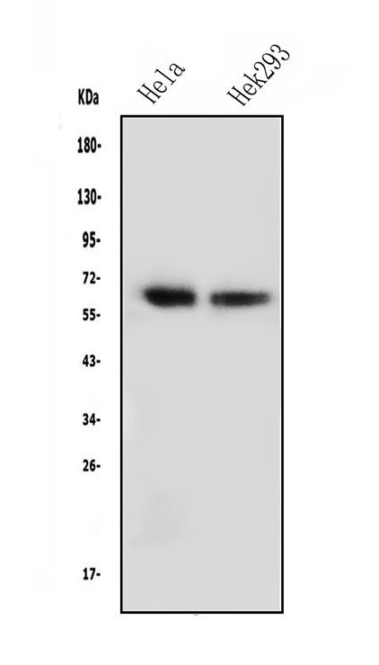 NFIA Antibody in Western Blot (WB)
