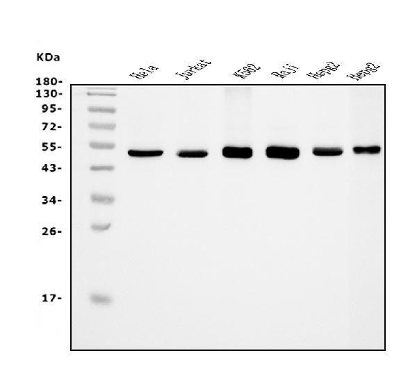 eRF1 Antibody in Western Blot (WB)