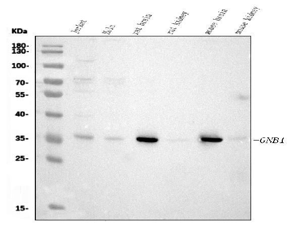 GNB1 Antibody in Western Blot (WB)