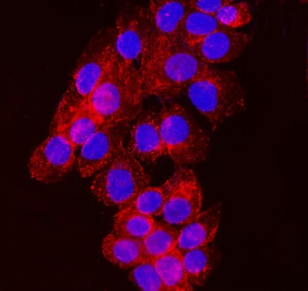 NDFIP2 Antibody in Immunocytochemistry (ICC/IF)