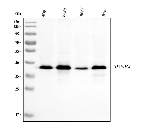NDFIP2 Antibody in Western Blot (WB)
