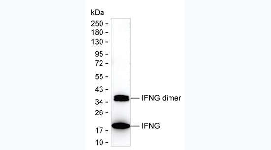 IFN gamma Antibody in Western Blot (WB)