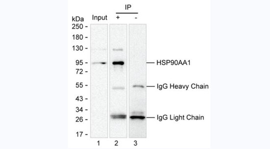 HSP90 alpha Antibody in Immunoprecipitation (IP)