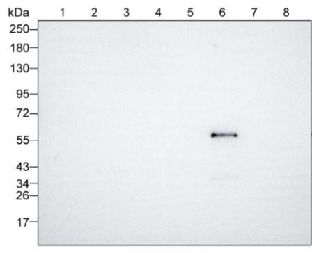 Human IgG3 Antibody in Western Blot (WB)